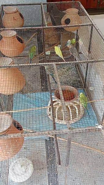 BIRDS CAGE UP FOR SALE 3