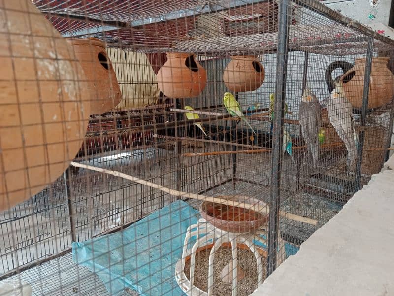 BIRDS CAGE UP FOR SALE 4