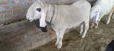 Goat | bakra | sheep | Breader | bakry | بکرا | bakra for sale