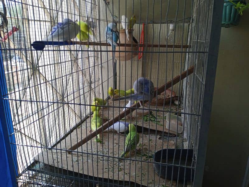 5 bujri parrot for sale home breed hai. healthy n active 0