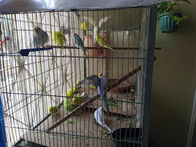5 bujri parrot for sale home breed hai. healthy n active 1