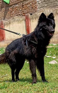Black German shepherd long coat full security guard available for sale