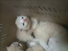Persian Kittens for Sale (2 months)