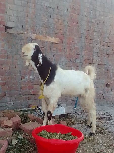 Bakra for sale/goat(bakra) 3
