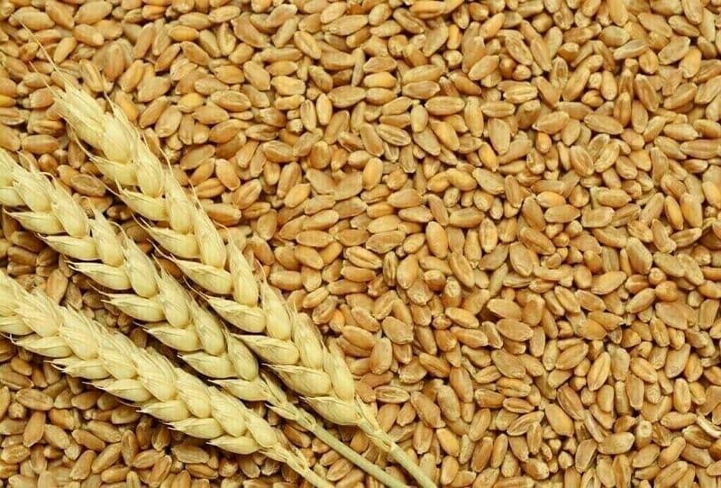wheat 1