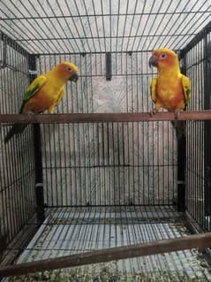 Sun Conure Pair For Sale Ready to breed in this season