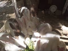 8 rabbits pecis and breeder pair