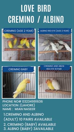 CREMINO / ALBINO RED EYE 10 PAIR ARE AVAILABLE