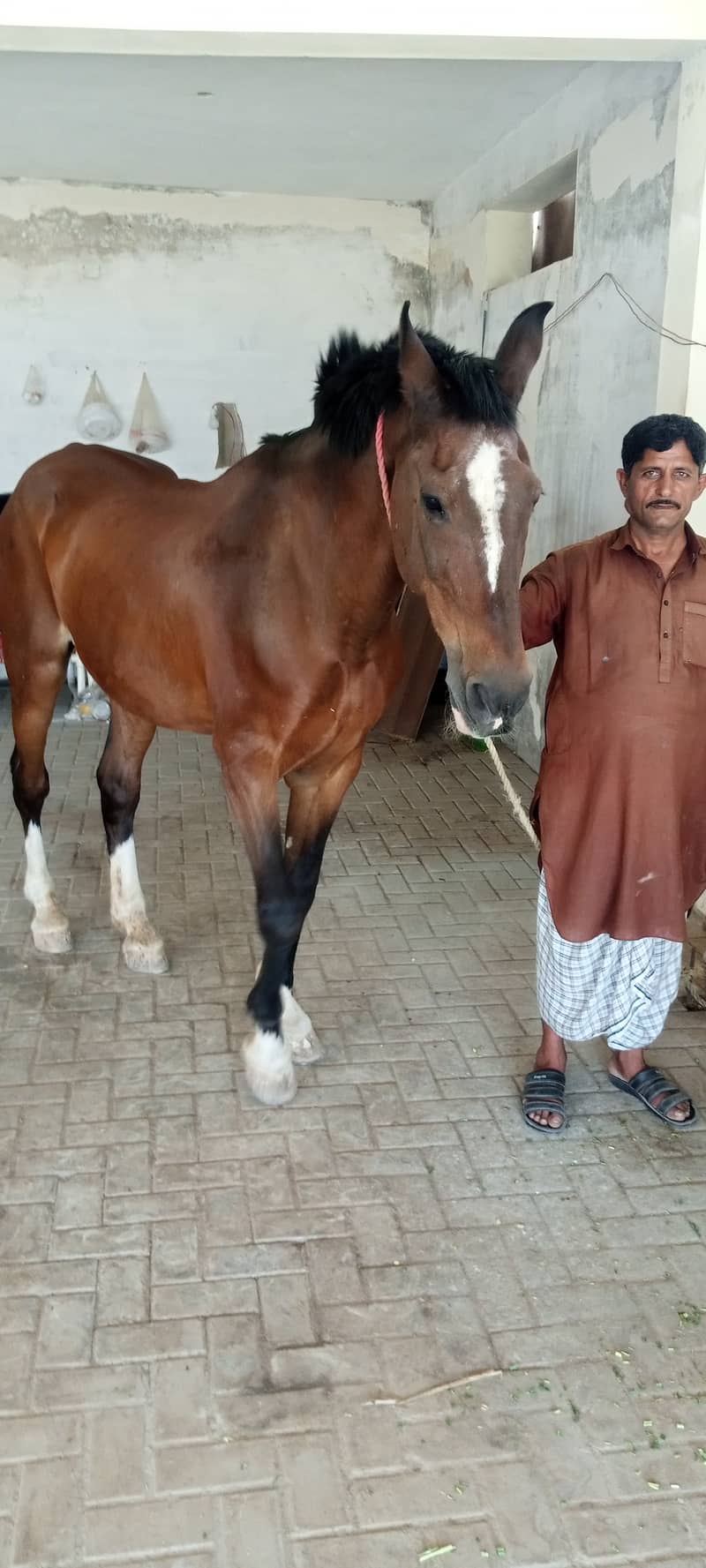 horse for sell 1