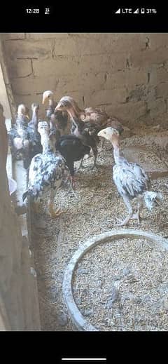 7 aseel chicks age 2month
