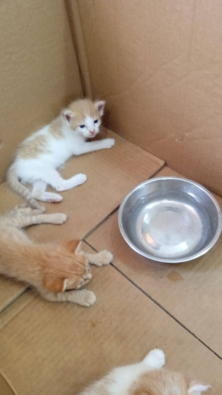 Persian kittens for sale 1