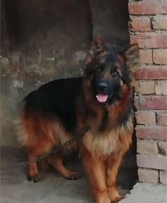 German shephard (GSD) Puppies for sale in Khanewal
