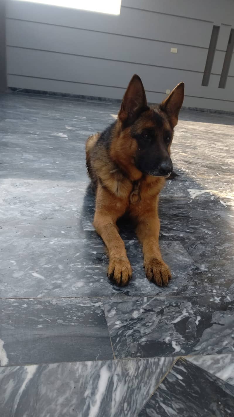 German shephard (GSD) Puppies for sale in Khanewal 1