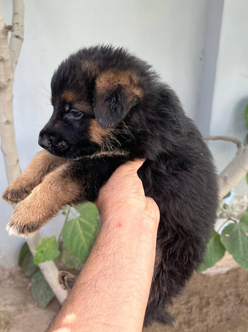 German shephard (GSD) Puppies for sale in Khanewal 4