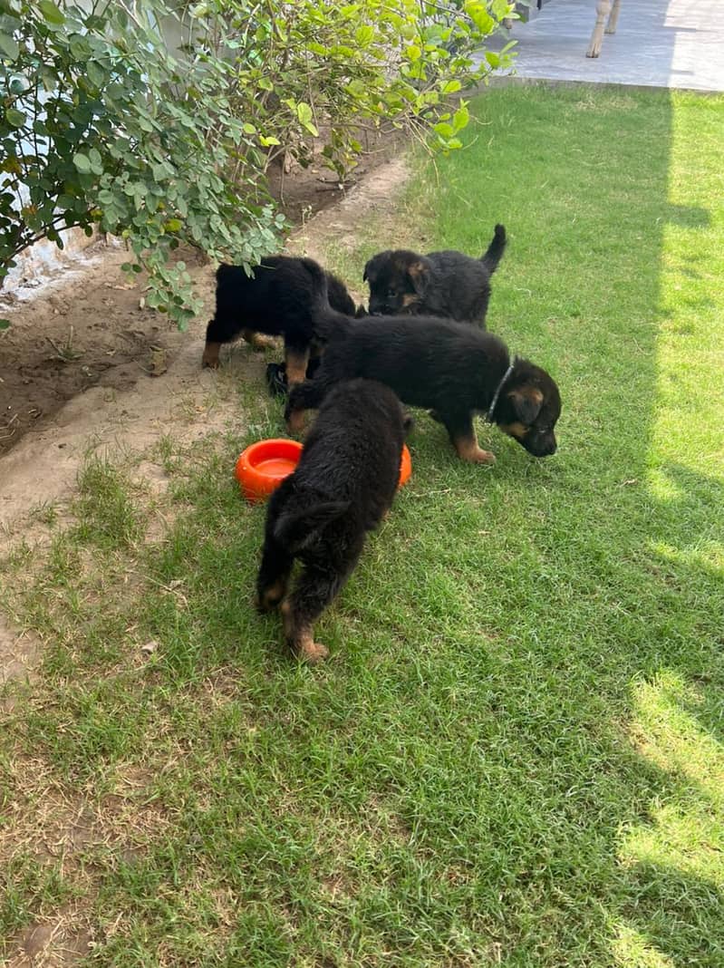 German shephard (GSD) Puppies for sale in Khanewal 5
