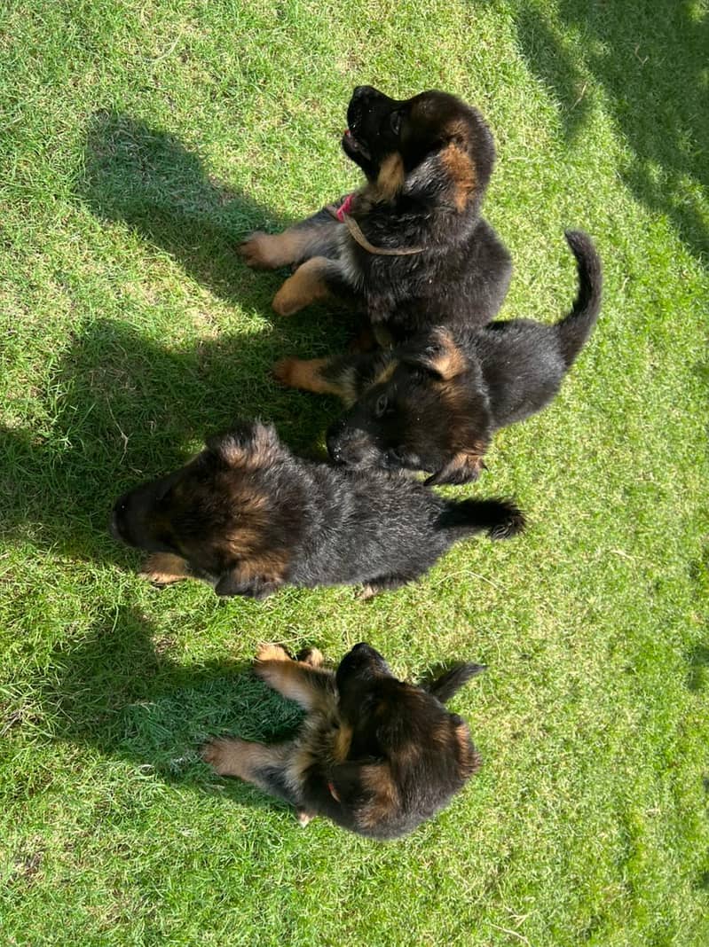 German shephard (GSD) Puppies for sale in Khanewal 6