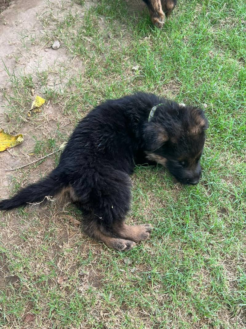 German shephard (GSD) Puppies for sale in Khanewal 7