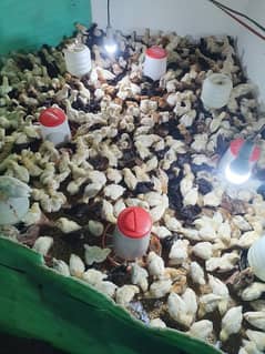 Golden Misri 28 Days Old Chicks Available In Bulk