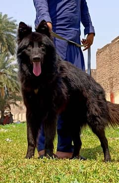 Black German shepherd long Coat full security guard for sale