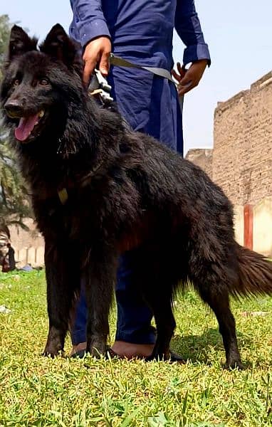 Black German shepherd long Coat full security guard for sale 2