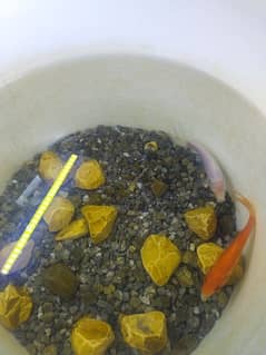 gold fish pair for sale with feed