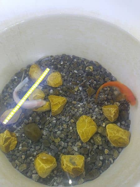 gold fish pair for sale with feed 1