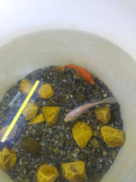 gold fish pair for sale with feed 2