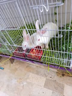 Rabbit for sale
