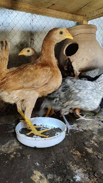 8  bry chozay Months Chicks 2