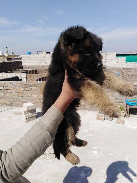 Female Long hair puppy for sale 2
