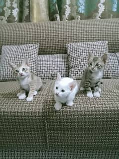 Triple Cot Kittens
