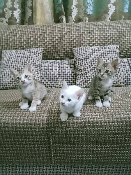 Triple Cot Kittens 0