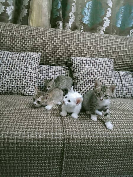 Triple Cot Kittens 1
