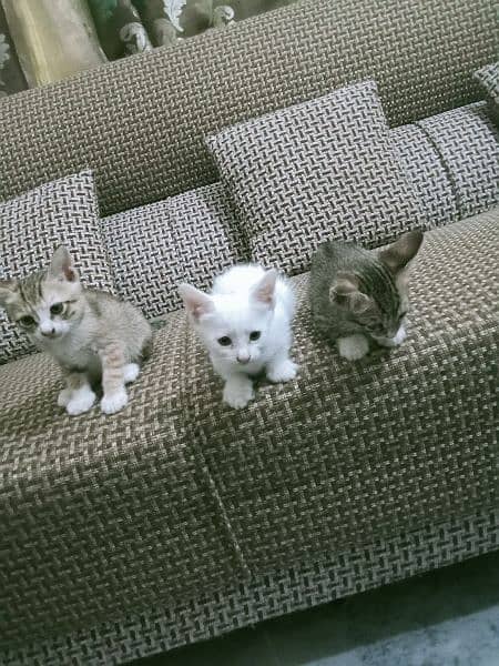 Triple Cot Kittens 2