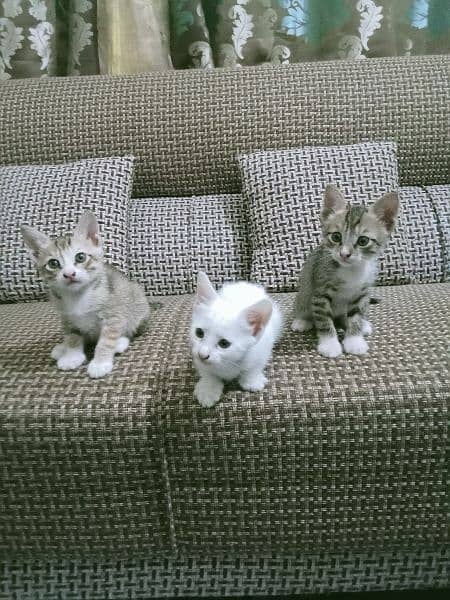 Triple Cot Kittens 3