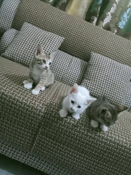 Triple Cot Kittens 4