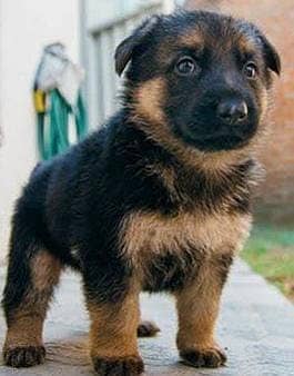 German Shephered | Labrador | Russian | Russian Black Nose Puppy 3
