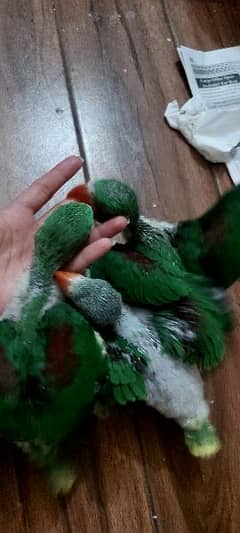 Green Alexander parrots chicks half cover