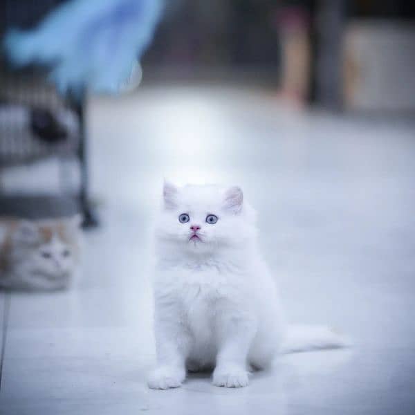 Adorable Persian Extreme punch Kittens 8
