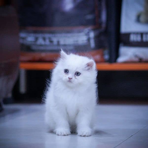 Adorable Persian Extreme punch Kittens 11