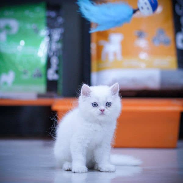 Adorable Persian Extreme punch Kittens 12