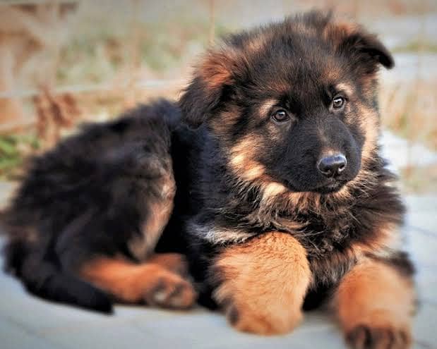German Shephered | Labrador | Russian | Russian Black Nose Puppy 1
