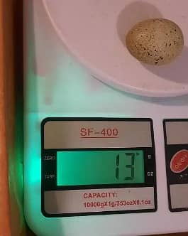 Hybrid quail heavy weight 300gram 6