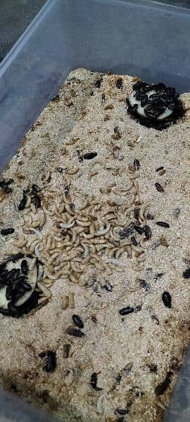 Mealworms 2