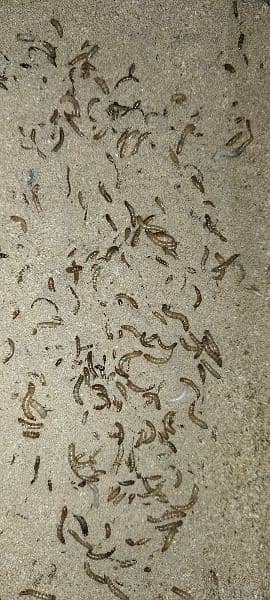 Mealworms 3
