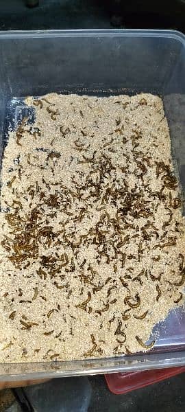 Mealworms 5
