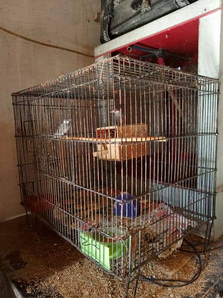 urgent sell all step cage jawa 3