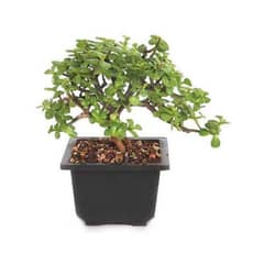 Jade plant bonsai and money plant