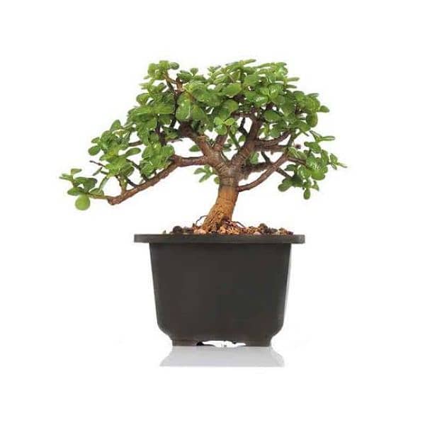 Jade plant bonsai and money plant 1
