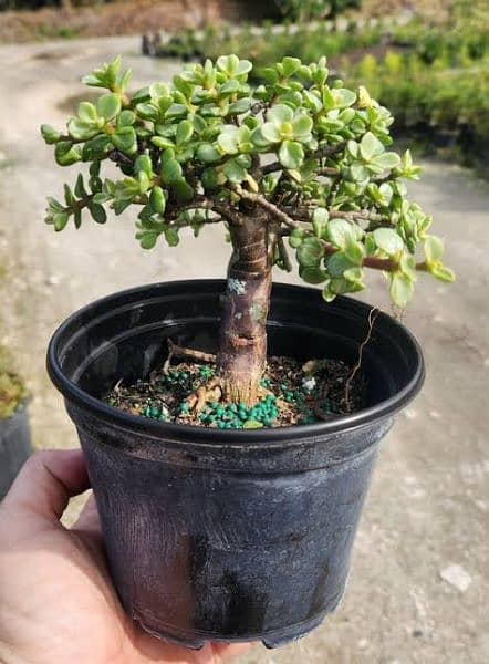 Jade plant bonsai and money plant 2